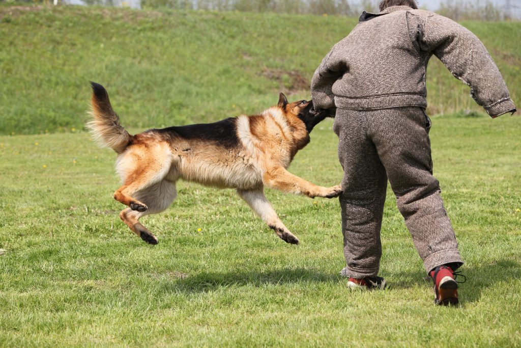 German Shepherd dog being trained
